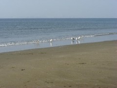 秋の潮干狩り・海遊び-幕張海浜公園と幕張の浜（関東千葉県幕張）