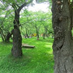 水遊びにアスレチック遊具！緑豊かなピクニック公園　「アルプス公園－TOYBOX」（長野県松本市）